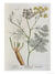176419_fennel-plate-288-from-a-curious-herbal-published-1782-posters.jpg