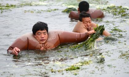 Members of the local water authority clear overgrown weeds in the Haihe River,...